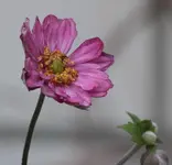 Herbstanemone 130807.webp