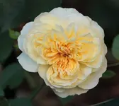 Pilgrim Nachbluete.webp
