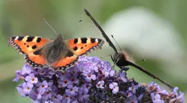 Schmetterlingsflieder 130804.webp
