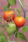 Tomaten 130807.jpg