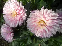 SAM_1432.webp