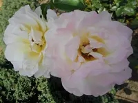 SAM_1428.webp