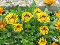 041.webp