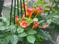005.webp