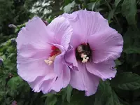 017.webp