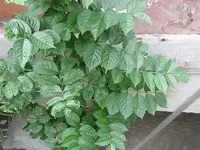 001.webp