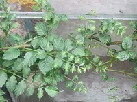 004.webp
