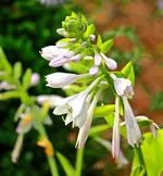 Hosta Guacamole blüht jetzt_1024.webp