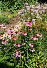 Echinacea.webp