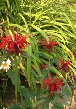 Monarda.webp
