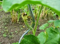 CIMG9445.webp