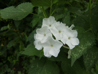 CIMG8993.webp