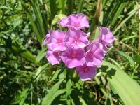 CIMG9403.webp