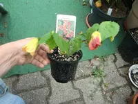 CIMG8970.webp