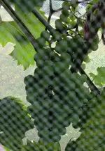 Trauben.webp