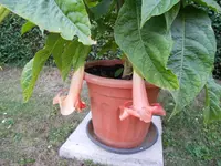 DSCN0884.webp