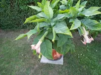 DSCN0885.webp