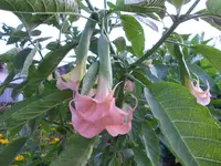 DSCN0886.webp