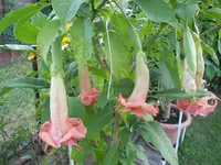 DSCN0887.webp