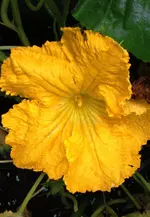 Butternussblüte.webp
