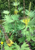 Schattenbeet2.webp