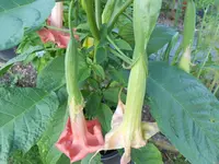 DSCN0891.webp