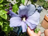CIMG9393.webp