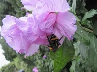 004.webp