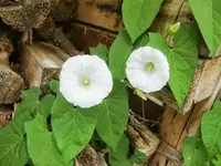 CIMG9012.webp