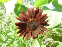 CIMG9379.webp