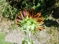 CIMG9380.webp