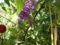CIMG9084.webp