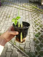 CIMG9149.webp