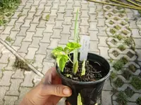 CIMG9151.webp