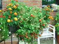 Gartenperle rosa.webp