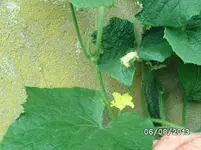 Russische Freilandgurke (2).webp
