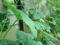 Lemon (2).webp