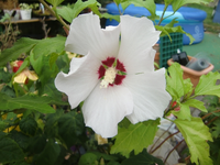 CIMG8793.webp
