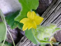 P1000371.webp