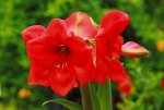 pinke Amaryllis_20cm Blüte_1024.JPG