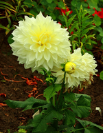 Fleurel_2 Blüten_600.webp