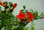 Campsis radicans1_1024.JPG