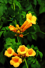Campsis Flavia1_600.webp
