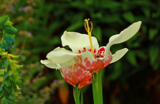 Tigerlilie in Blüte_1024.webp