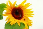 Sonnenblume mit Summsern_1024.JPG