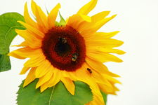 Sonnenblume mit Summsern_1024.webp