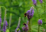 Veronica mit Bienen_1024.jpg