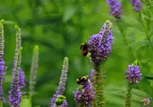 Veronica mit Bienen_1024.webp