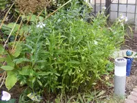 Gelenkblume.webp