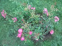 SAM_1973.webp